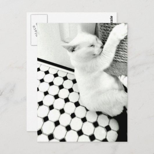 Postkarte für schwarze und weiße Katzen (Vorne/Hinten)