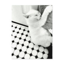 Postkarte für schwarze und weiße Katzen