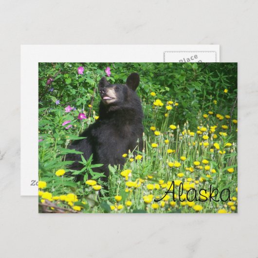 Postkarte für schwarzen Bär (Vorne/Hinten)