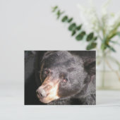 Postkarte für schwarzen Bär (Stehend Vorderseite)