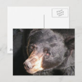 Postkarte für schwarzen Bär (Vorne/Hinten)