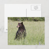 Postkarte für schwarzen Bär (Vorne/Hinten)
