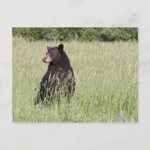 Postkarte für schwarzen Bär