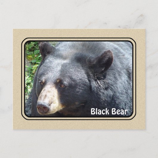 Postkarte für Schwarzer Bär (Vorderseite)