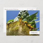 Postkarte für Sonnenblumen (Vorne/Hinten)