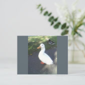 Postkarte für Spalzen der weißen Ente (Stehend Vorderseite)