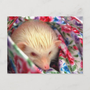 Postkarte für süßen Igel