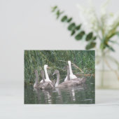 Postkarte für Swans und Cygnets (Stehend Vorderseite)