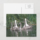 Postkarte für Swans und Cygnets (Vorne/Hinten)