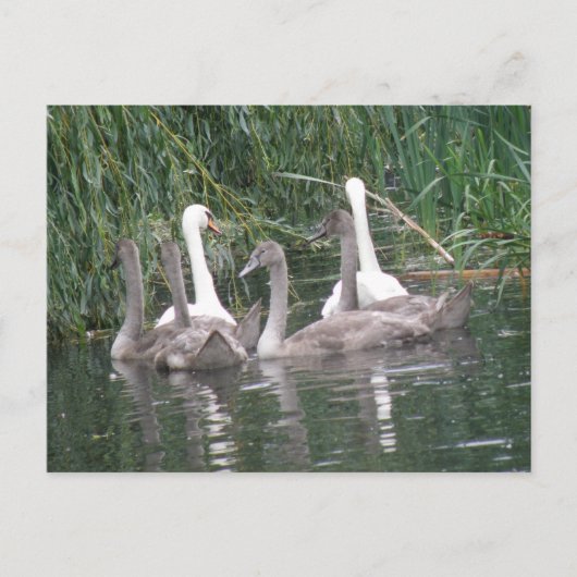 Postkarte für Swans und Cygnets (Vorderseite)