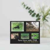 Postkarte für TNR von verwilderten Katzen (Stehend Vorderseite)