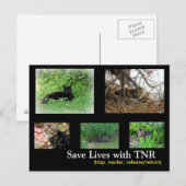 Postkarte für TNR von verwilderten Katzen (Vorne/Hinten)