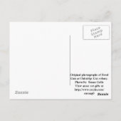 Postkarte für TNR von verwilderten Katzen (Rückseite)