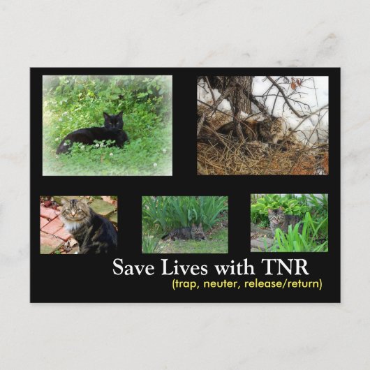 Postkarte für TNR von verwilderten Katzen (Vorderseite)