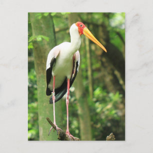 Postkarte für tropische Vögel