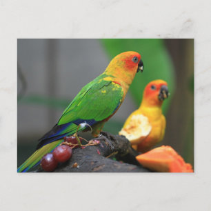 Postkarte für tropische Vögel