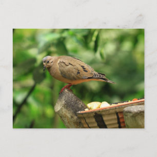 Postkarte für tropische Vögel