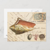Postkarte für Vintage Conch-Muschel und Muscheln (Vorne/Hinten)