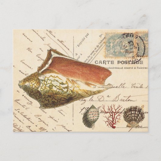 Postkarte für Vintage Conch-Muschel und Muscheln (Vorderseite)