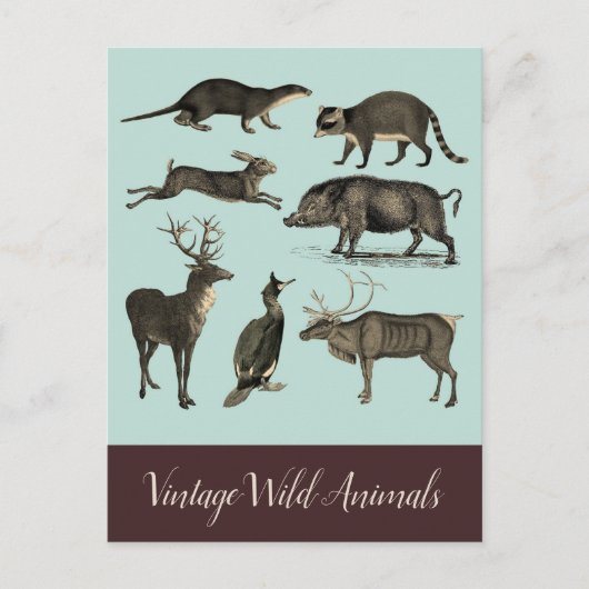 Postkarte für Vintage wild lebende Tiere (Vorderseite)