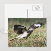 Postkarte für Vogel-Foto (Vorne/Hinten)