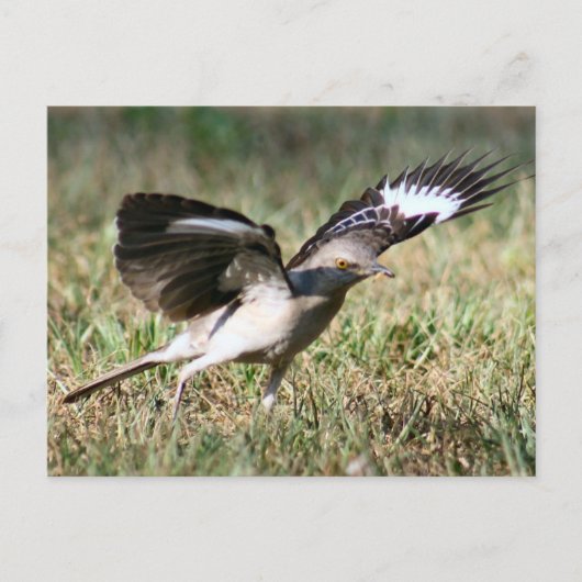 Postkarte für Vogel-Foto (Vorderseite)