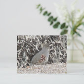 Postkarte für weibliche Gambel (Stehend Vorderseite)