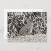 Postkarte für weibliche Gambel (Vorne/Hinten)