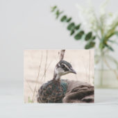 Postkarte für weibliche Pfauen (Stehend Vorderseite)