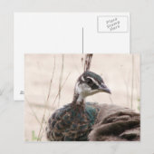 Postkarte für weibliche Pfauen (Vorne/Hinten)