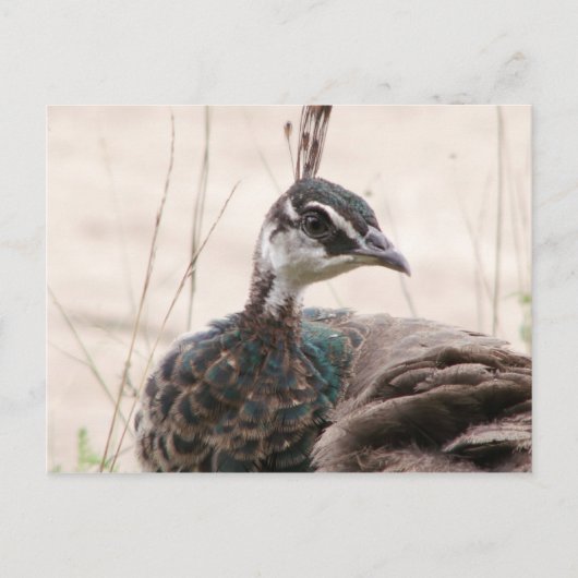 Postkarte für weibliche Pfauen (Vorderseite)