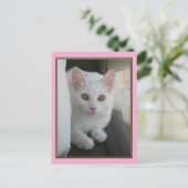 Postkarte für weiße Katzen (Stehend Vorderseite)