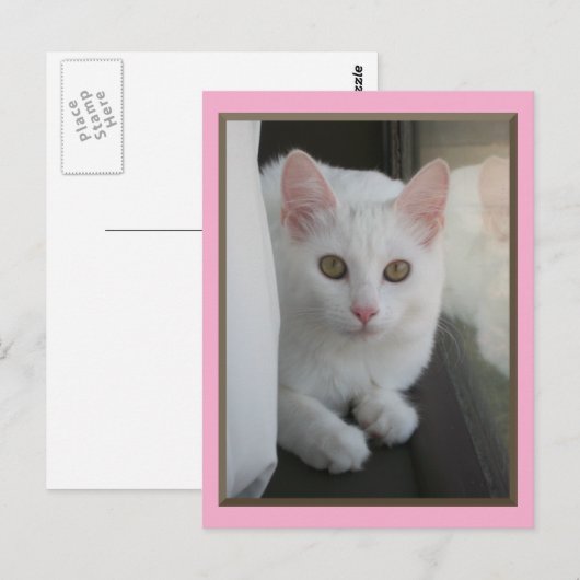 Postkarte für weiße Katzen (Vorne/Hinten)