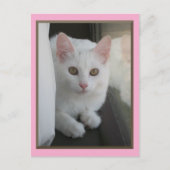 Postkarte für weiße Katzen (Vorderseite)