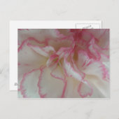 Postkarte für weiße und rosa Karton (Vorne/Hinten)