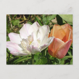 Postkarte für weißes Rosa und orangefarbene Tulpen