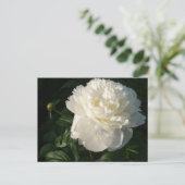 Postkarte für White Double Peongs (Stehend Vorderseite)
