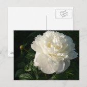 Postkarte für White Double Peongs (Vorne/Hinten)