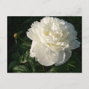 Postkarte für White Double Peongs