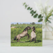 Postkarte für wilde Hengste (Stehend Vorderseite)