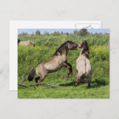 Postkarte für wilde Hengste (Vorne/Hinten)