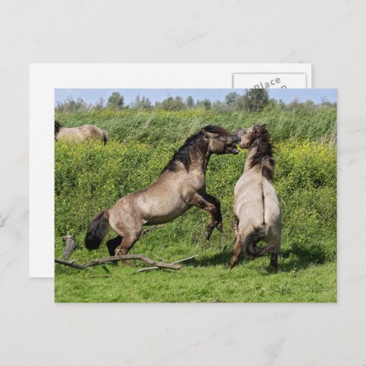 Postkarte für wilde Hengste (Vorne/Hinten)