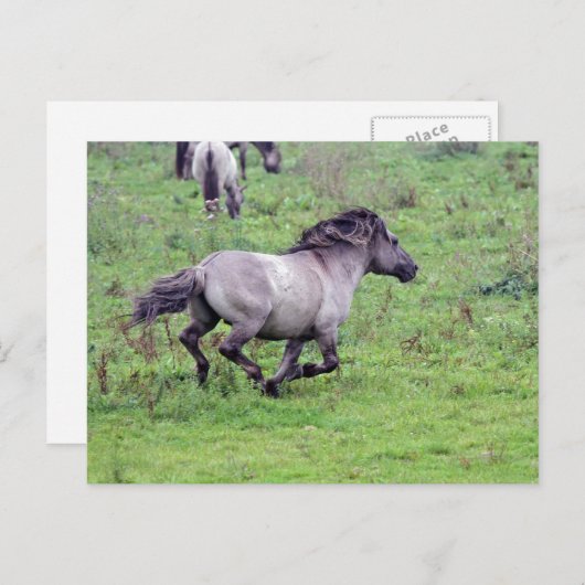 Postkarte für Wildhengste (Vorne/Hinten)