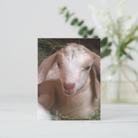 Postkarte für Ziege (Stehend Vorderseite)