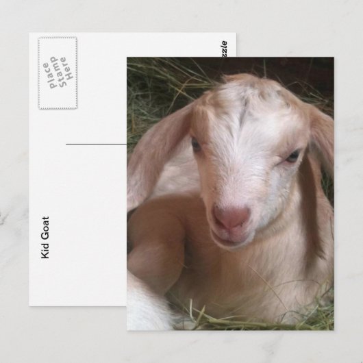 Postkarte für Ziege (Vorne/Hinten)