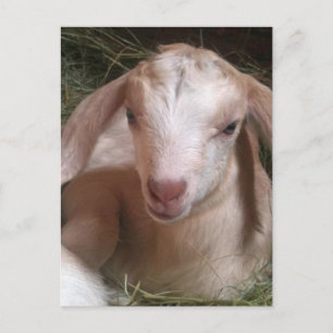Postkarte für Ziege