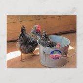Postkarte für zwei dunkle Niedliche Hühner (Vorderseite)