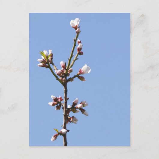 Postkarte für Zweigstellen (Vorderseite)