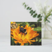 Postkarte - Fütterung in Ringelblume (Stehend Vorderseite)