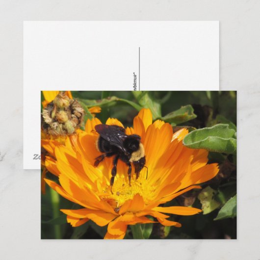 Postkarte - Fütterung in Ringelblume (Vorne/Hinten)